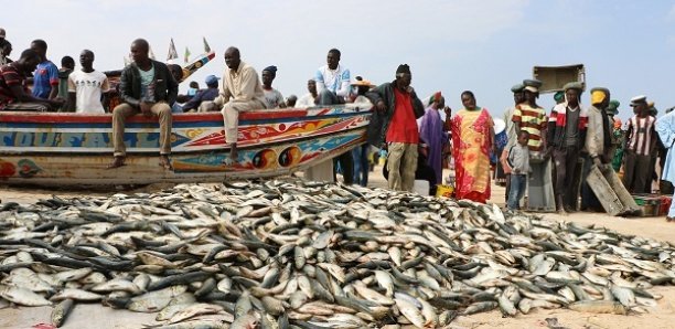 La pèche artisanale au Sénégal dans le désarroi: Raréfaction des ressources, concurrence des bateaux étrangers  en sont les causes