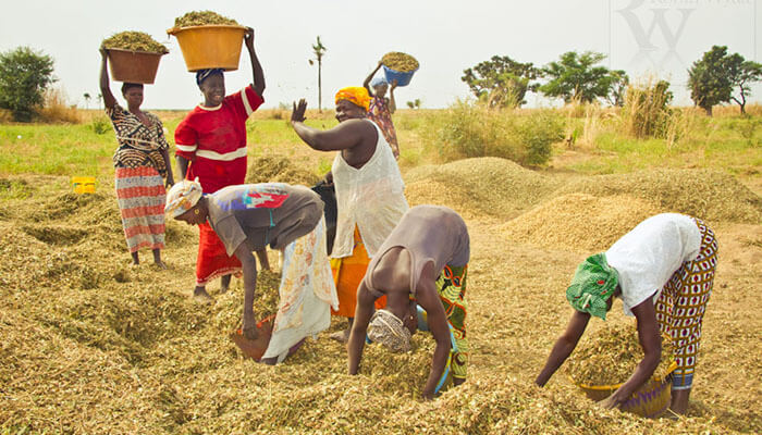 Le visage de l’agriculture sénégalaise se transforme