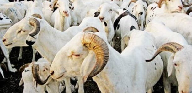 Approvisionnement en moutons : Un déficit de plus de 38 000 têtes à Dakar